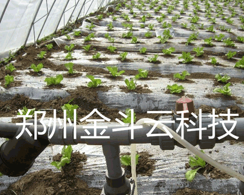 山東壽光大棚青菜暗黑吃瓜网爆料工程