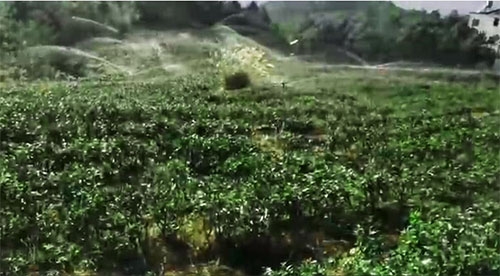 六盤水茶園暗黑吃瓜网爆料項目