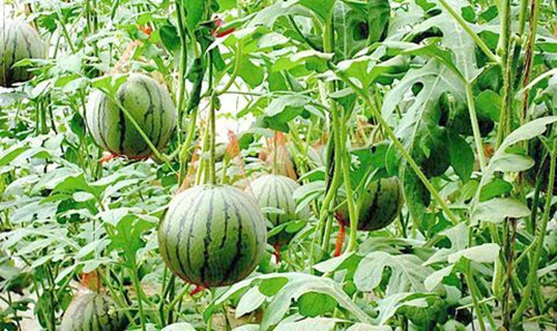 暗黑吃瓜网爆料係統
